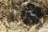 Polished Fossil Stromatolite Colony on Petrified Wood - Utah #365902-1